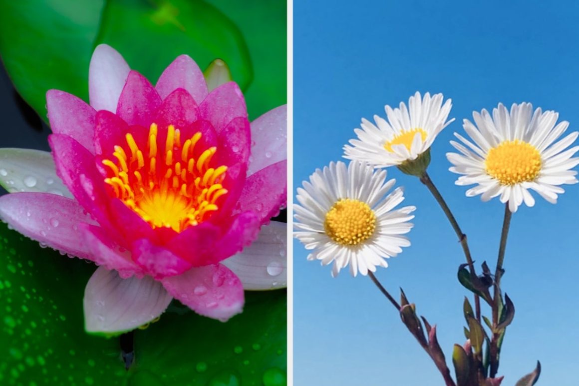 Sorry, But Only True Flower Nerds Can Identify These Flowers…Can You Get All 15?