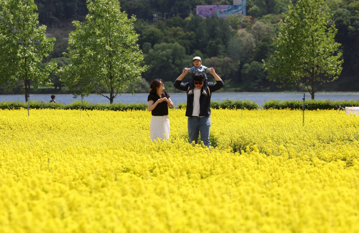 Come play in the yellow waves… ‘2026 Guri Rape Flower Festival’ [Hangang-ro Photo Studio]