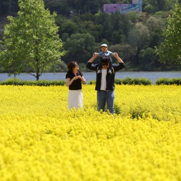 Come play in the yellow waves… ‘2026 Guri Rape Flower Festival’ [Hangang-ro Photo Studio]