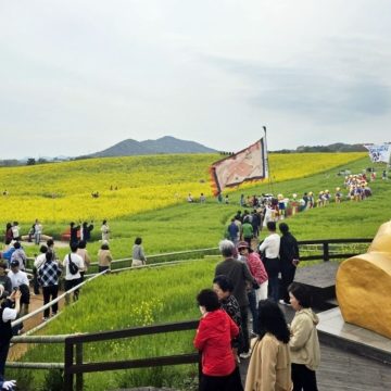 Gochang Green Barley Field Festival was visited by 530,000 people and proved to be the ‘No. 1 place for landscape agriculture’